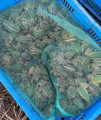 曾两年间跌幅达22元/斤,今年养殖面积却增50%,华中黑斑蛙今成养殖户香饽饽