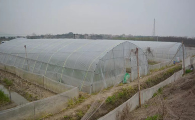 从华农毕业,他创业养黑斑蛙效益可观,创新温棚养殖模式效果显现