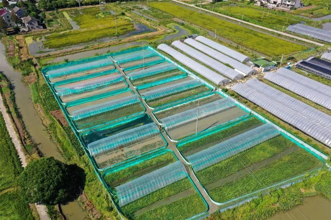 7000多只黑斑蛙在稻田里引吭高歌养殖基地内真实再现在嘉定区徐行
