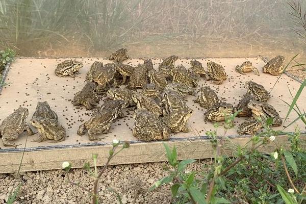 养殖蟾蜍需要办理什么手续