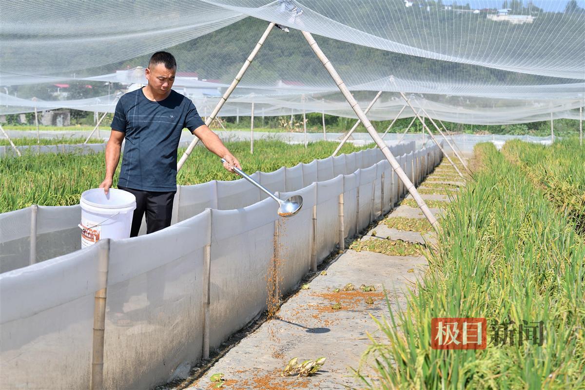 稻田里养黑斑蛙,湖北襄阳市保康县新农人返乡创业收获"钱景"