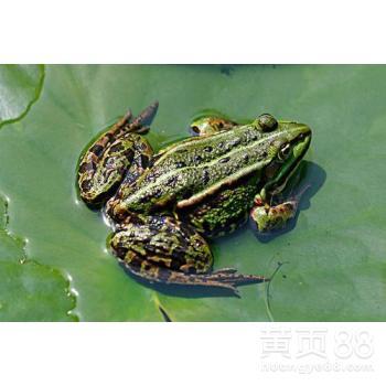 黑斑蛙如何养殖