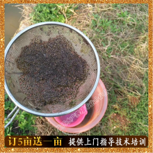 【人工黑斑蛙养殖 青蛙苗养殖专业孵化 低价供苗 包成蛙回收图片】人工黑斑蛙养殖 青蛙苗养殖专业孵化 低价供苗 包成蛙回收 - 益阳市资阳区朱氏水产养殖专业合作社